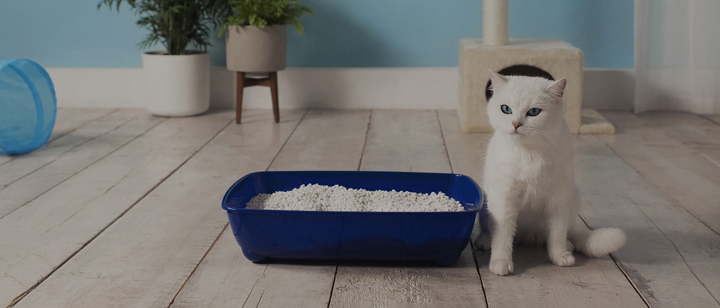 how-to-litter-train-a-cat-and-why-its-never-too-late-xl_1651654289526.jpeg