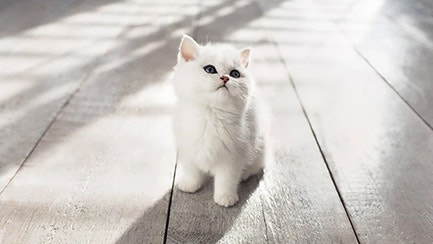 How to get a cat to like you: Our top 10 tips