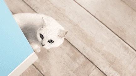 How to get rid of cat pee smell guide