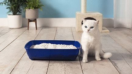 How to litter train a cat and why it’s never too late