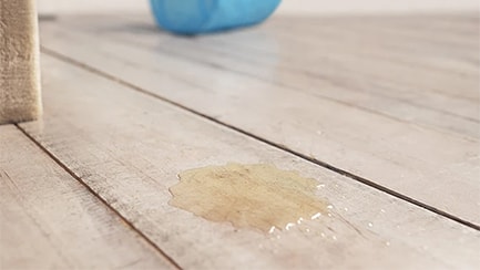 Urine spraying or cat litter tray avoidance? How to tell the difference