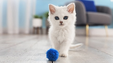 The new kitten checklist: top tips for bringing a new kitten home