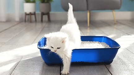 Where to put the cat litter box: the dos and don’ts