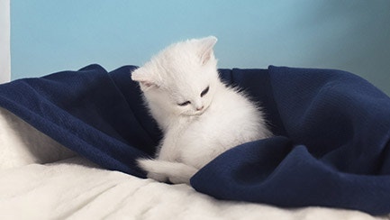 Why do cats lick each other and themselves?