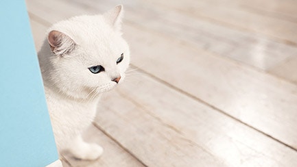 How to kitten proof your home – our top tips