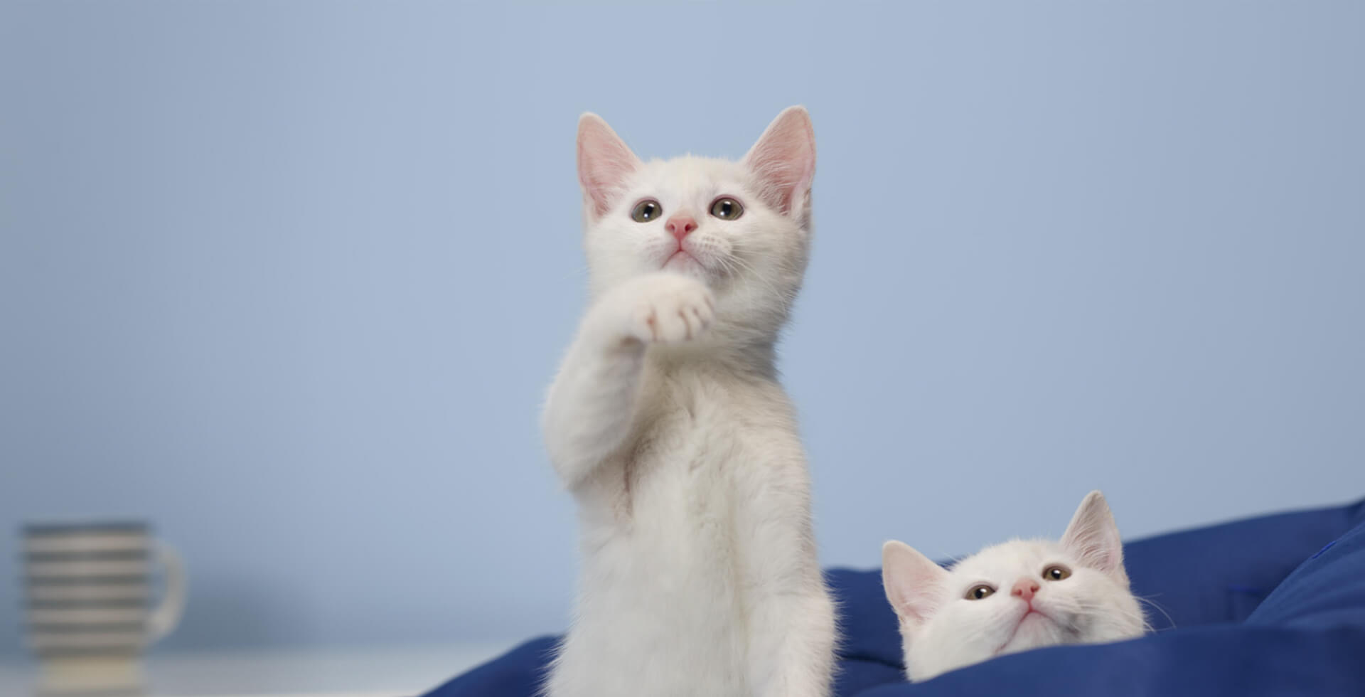 Two kittens in a blue room, looking up above the top of the frame