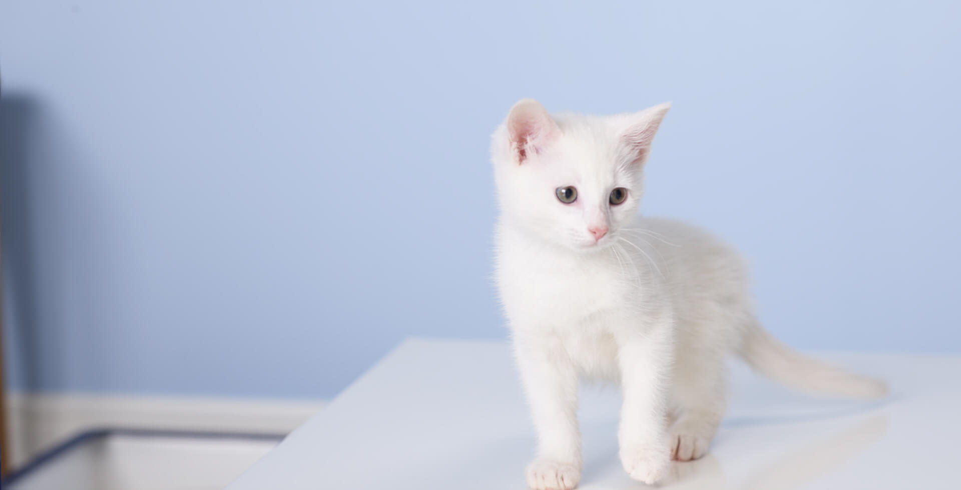 White kitten standing on smooth surface