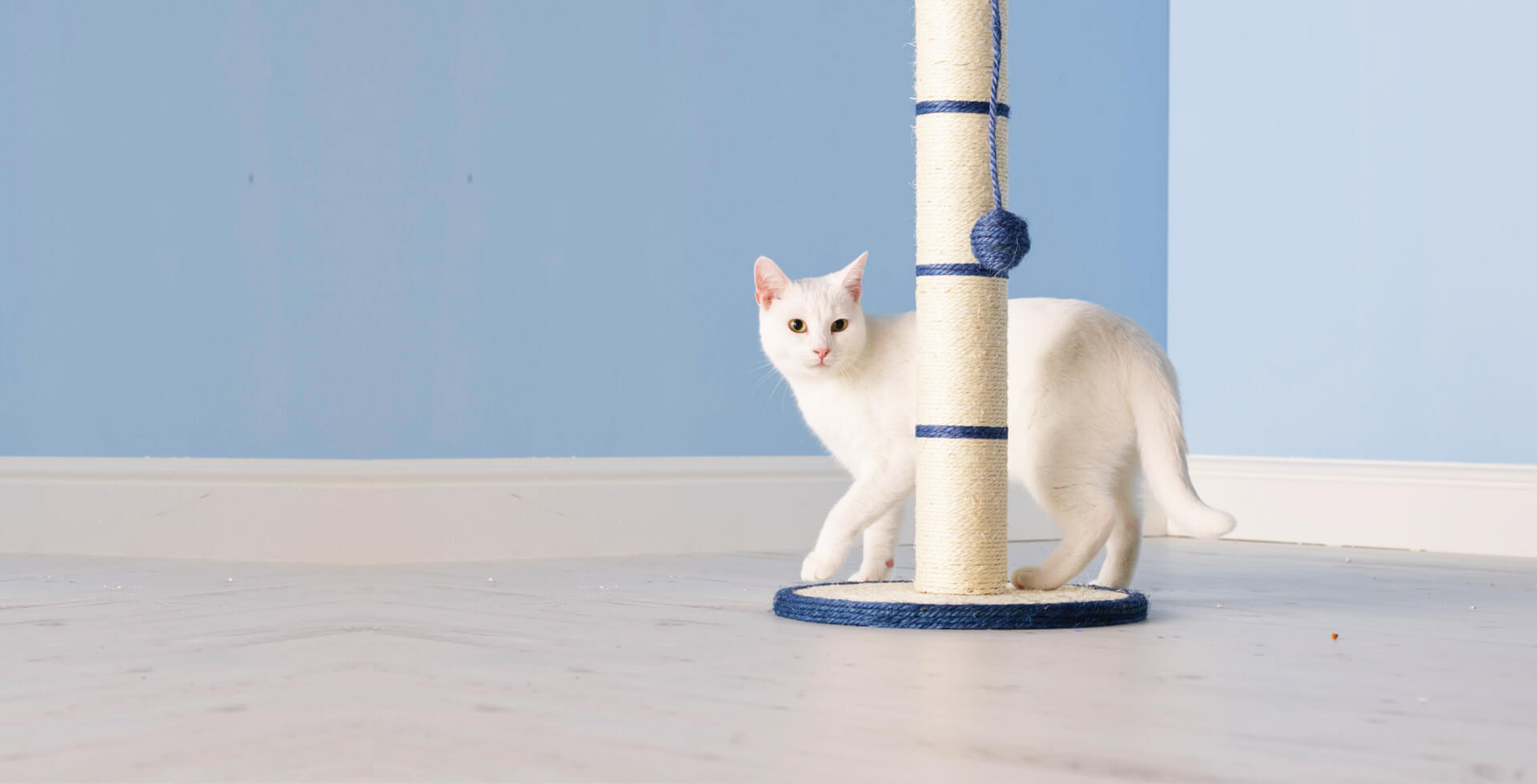White cat standing behind a scratching post