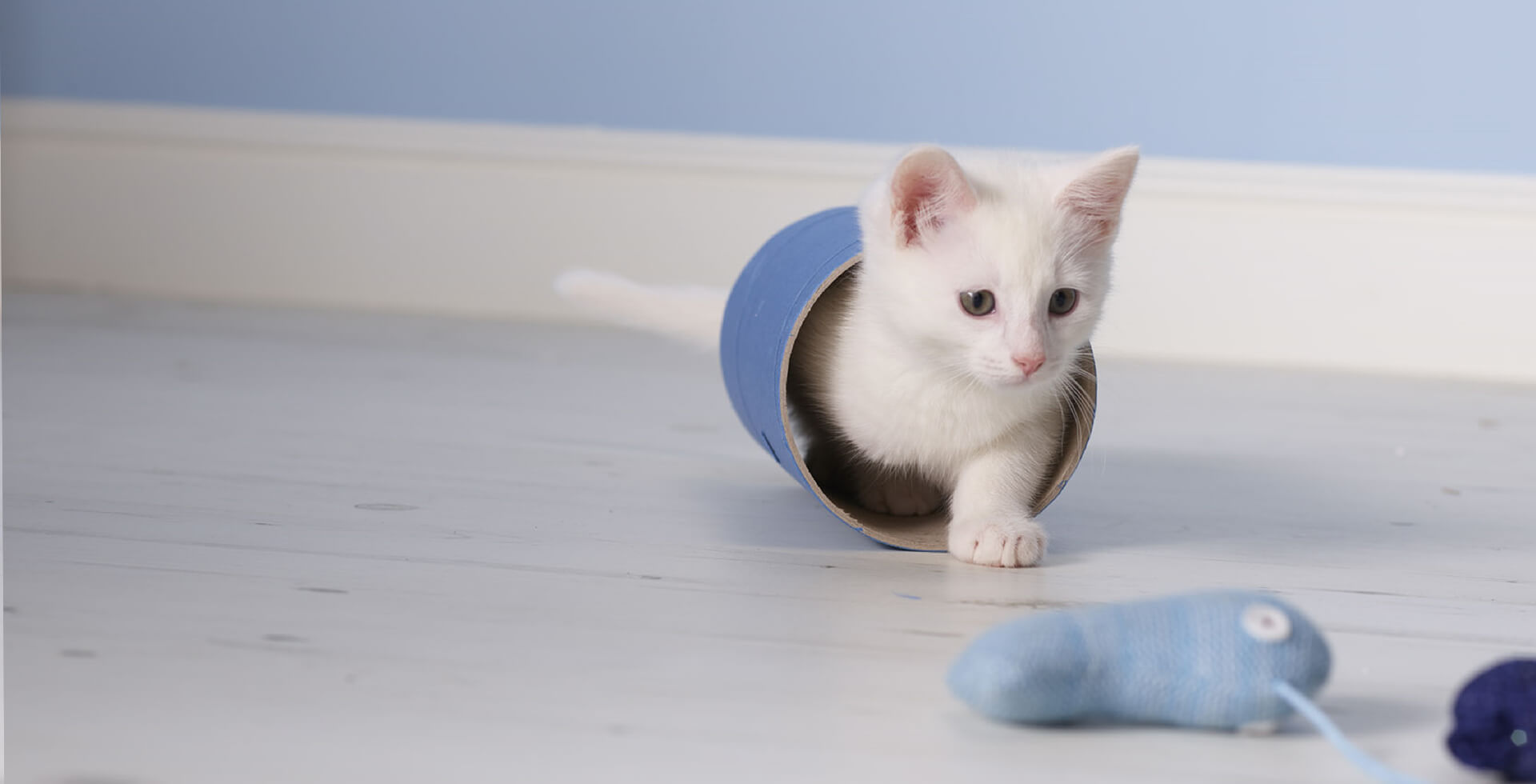 White kitten in cylindrical tunnel looking across at blue toy