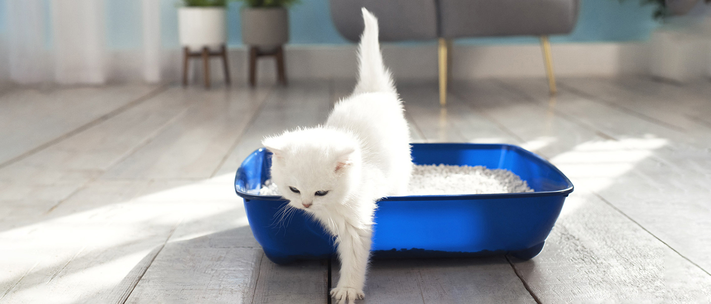 Low Litter Box For Senior Cats Maohegou Senior Cat Litter Box