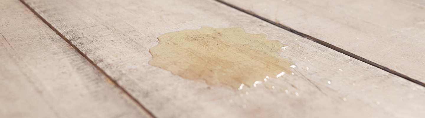 Cat pee on wooden floorboards